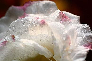 互动角色扮演游戏《杀死公主》 现已推出试玩Demo